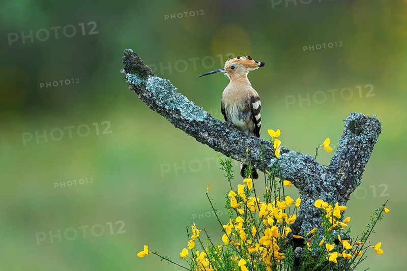 Eurasian Hoopoe (Upupa epops) perched on a branch, Spain