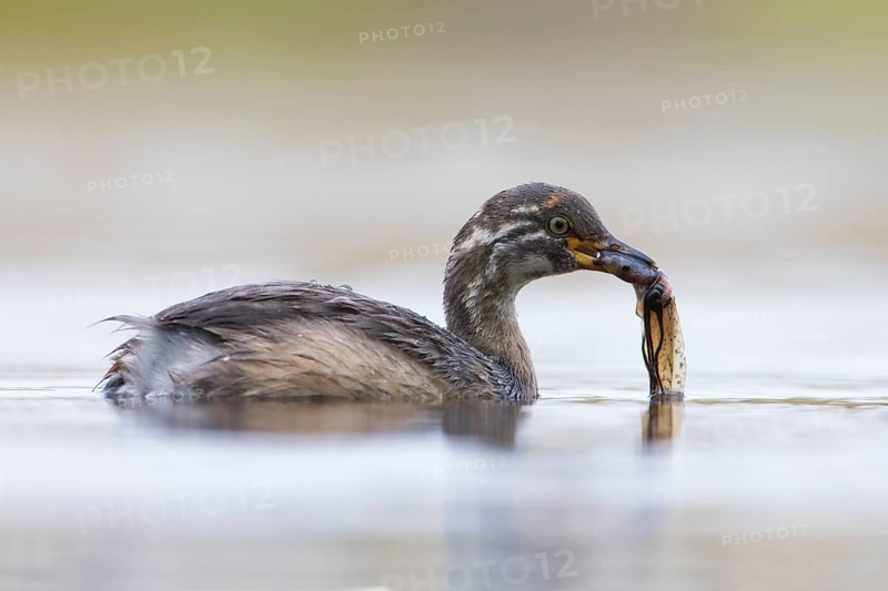 Australasian Grebe (Tachybaptus novaehollandiae) young with food in its beak, Victoria, Australia