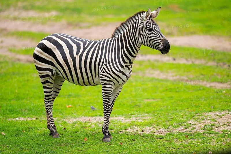 Plains zebra (Equus quagga) standing on a meadow, Germany