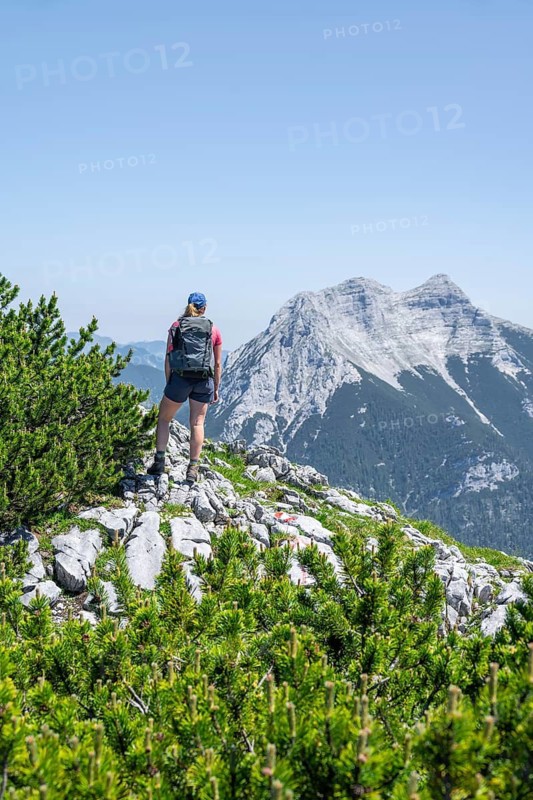 Mountaineer on the foresummit of the Hochunnütz with mountain pines, summit of the Seekarspitze behind, Unnütz crossing, Brandenberg Alps, Tyrol, Austria