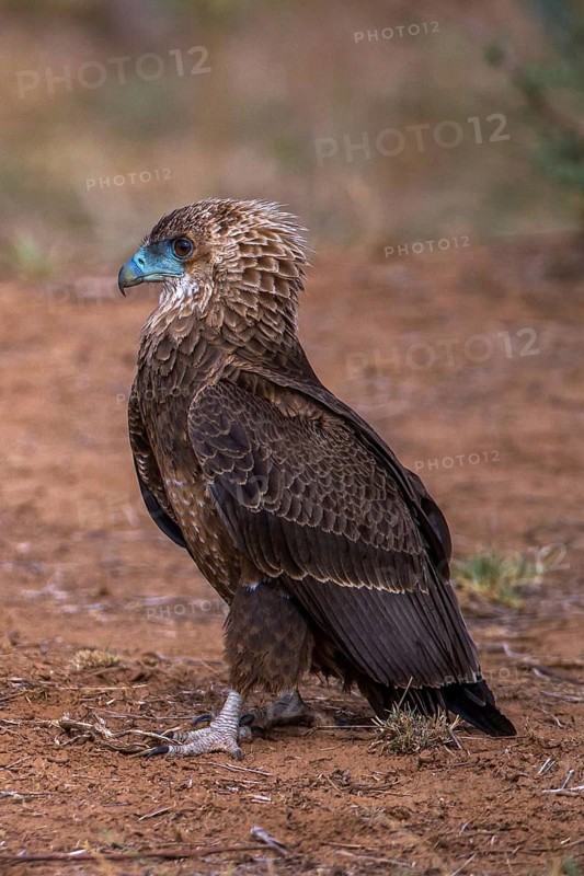 Bateleur (Terathopius ecaudatus), Kenya