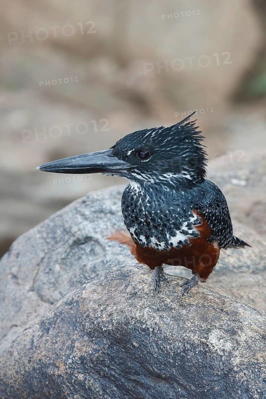 Giant Kingfisher (Megaceryle maxima) female, Masai Mara, Kenya