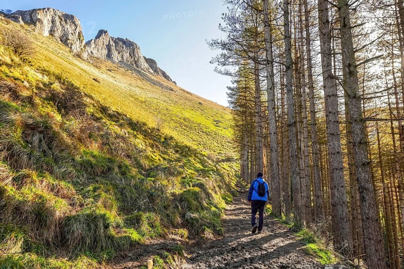 Male hiker walking on a path through a pine forest with mount txindoki in the background, in gipuzkoa, basque country