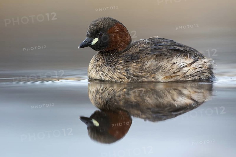 Little Grebe (Tachybaptus ruficollis), Saxony, Germany