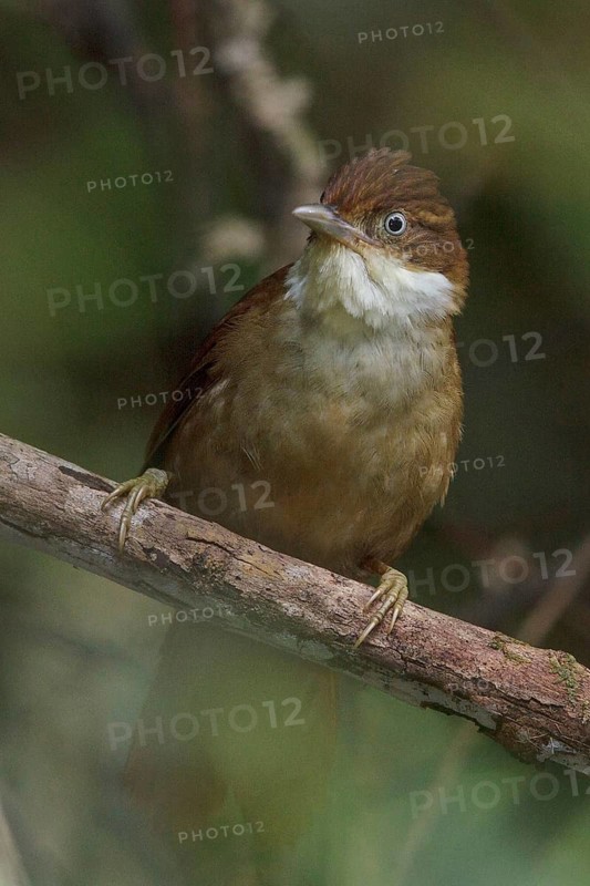 White-eyed Foliage-gleaner (Automolus leucophthalmus) perched on a branch in the Atlantic rainforest of southeast Brazil