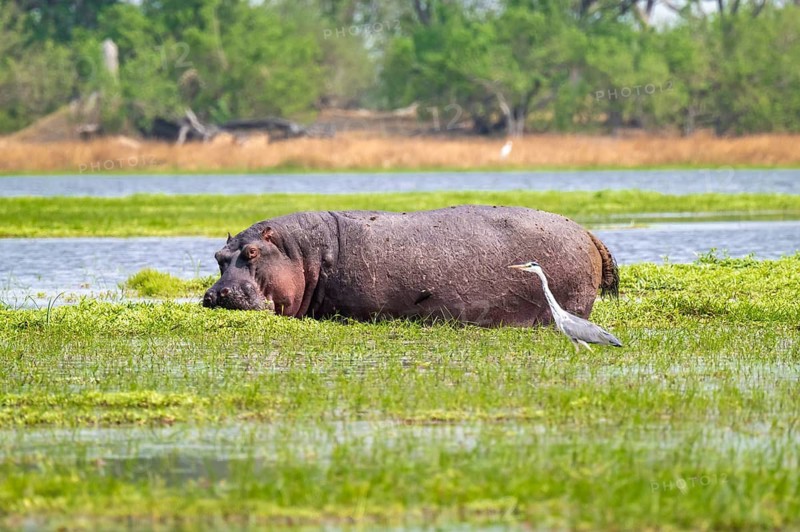 Hippopotamus (Hippopatamus amphibius) hiding in the swamp, Xakanaxa, Okavango Delta, Moremi Game Reserve, Botswana