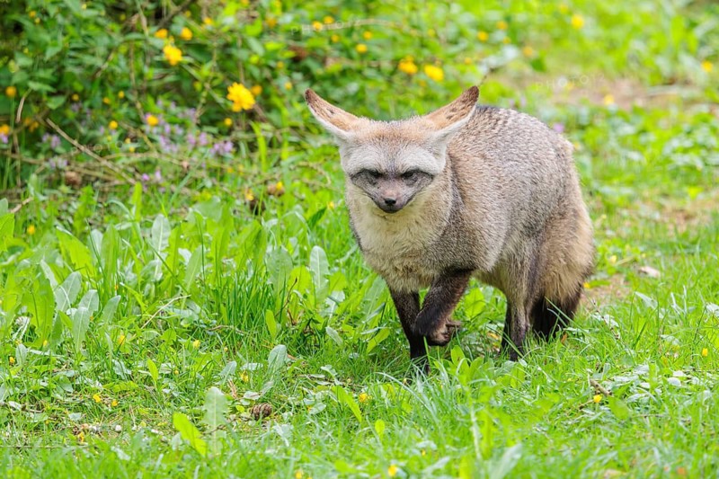 A Bat-eared fox (Otocyon megalotis) runs across a green meadow