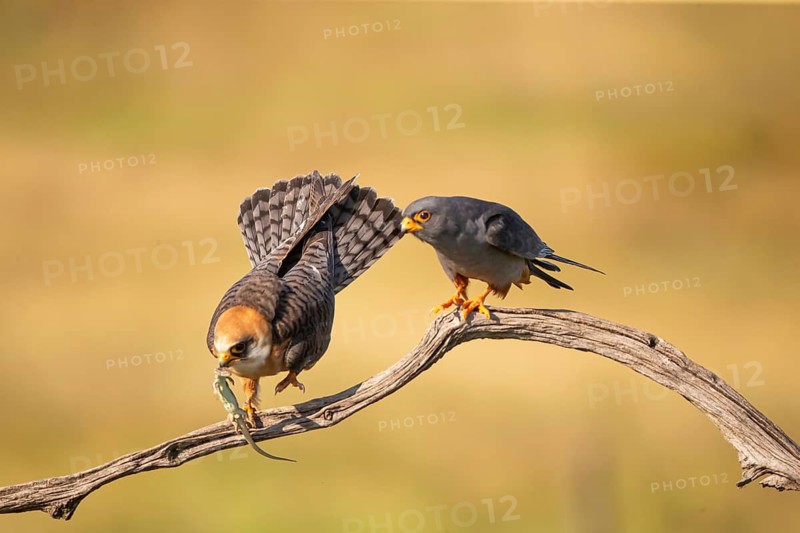 Red-footed falcon (Falco vesperetinus) Male handing over a captured lizard to female, Hungary