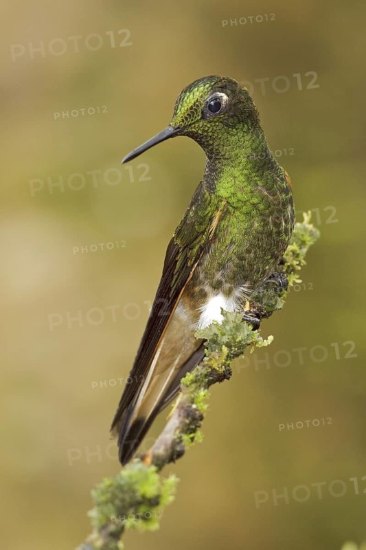 Buff-tailed Coronet (Boissonneaua flavescens), Ecuador