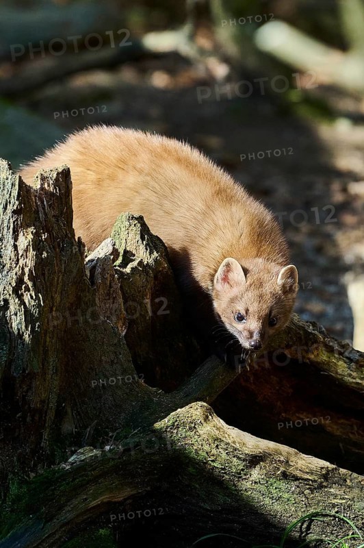 European pine marten (Martes martes) in a forest, Bavaria, Germany