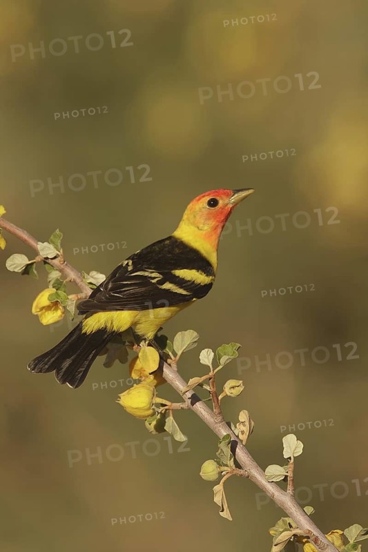 Western Tanager (Piranga ludoviciana) male, California, USA