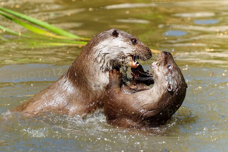 Two lively otters in the water, playing and splashing, showing interaction and dynamics, European otter (Lutra lutra) Germany