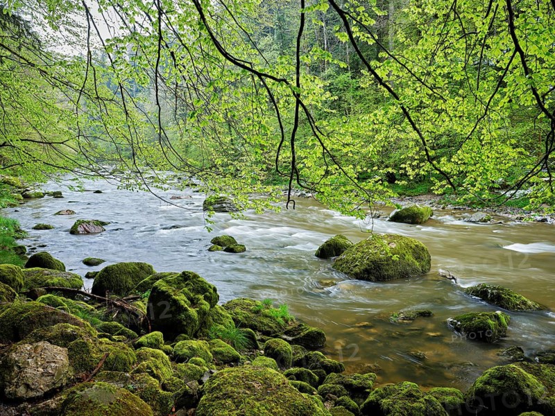 Moss-covered stones on the river Sihl, Sihlsprung, Menzingen, Canton Zug, Switzerland