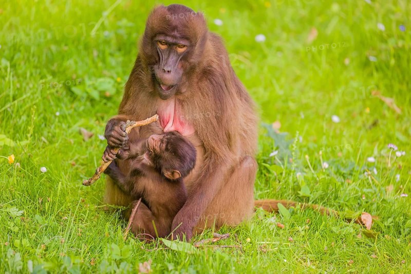 A female Gelada (Theropithecus gelada), or bleeding-heart monkey with her baby sits in a flowering meadow