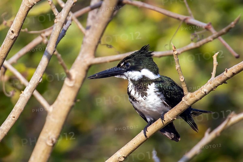 Greenfisher, Mato Gross0, Brazil, (Cloroceryle americana), kingfisher, pantanal, South America