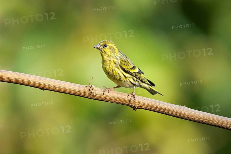 Tibetan Serin (Spinus thibetanus) female, Yunnan, China