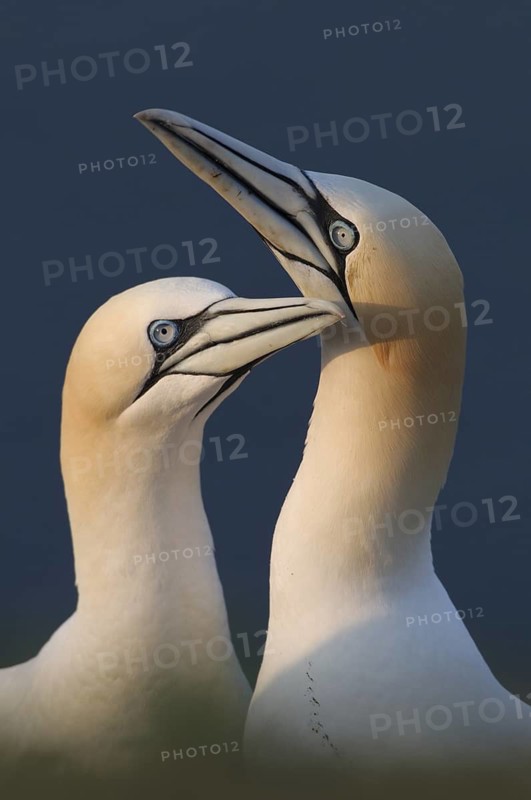Northern Gannet (Morus bassanus) pair, Schleswig-Holstein, Germany