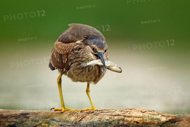 Night heron, grey water bird with fish in the bill, animal in the water, action scene from Hungary, nature habitat