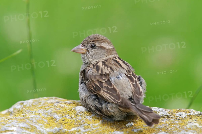 House Sparrow (Passer domesticus) female, Baden-Wuerttemberg, Germany