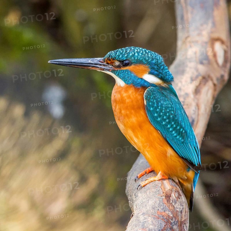 Kingfisher (Alcedo atthis) female, sitting room, Germany, Mecklenburg-Western Pomerania, Feldberger Lake District, Mecklenburg-Western Pomerania, Federal Republic of Germany