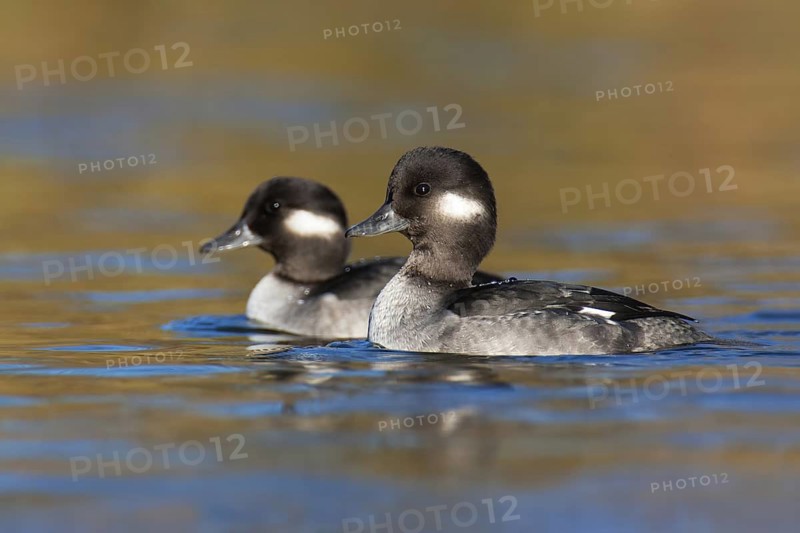 Bufflehead (Bucephala albeola) female, British Columbia, Canada