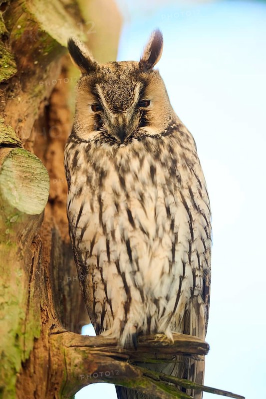Long-eared owl (Asio otus) sitting on a branch in a forest, Bavaria, Germany