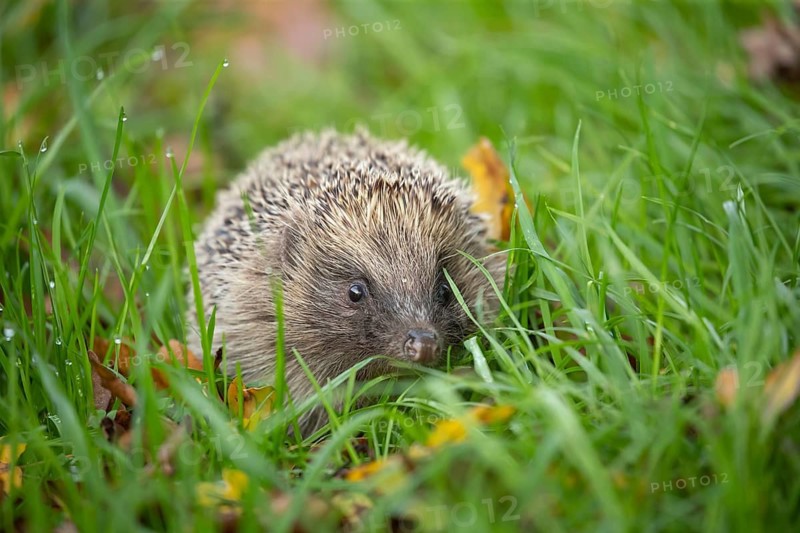 European hedgehog (Erinaceus europaeus) adult animal amongst fallen autumn leaves on a garden lawn, Suffolk, England, United Kingdom