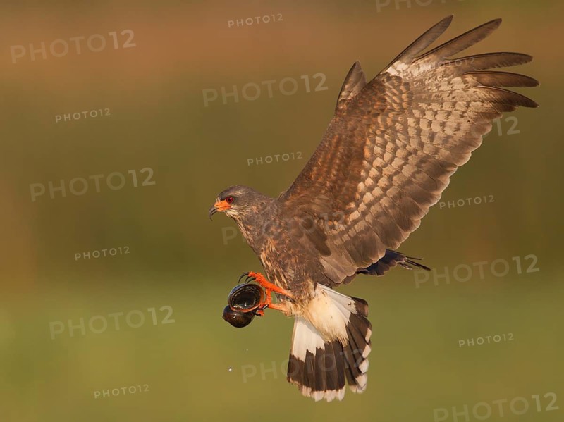 Snail Kite (Rostrhamus sociabilis) male flying with snail in its claws, Florida, USA