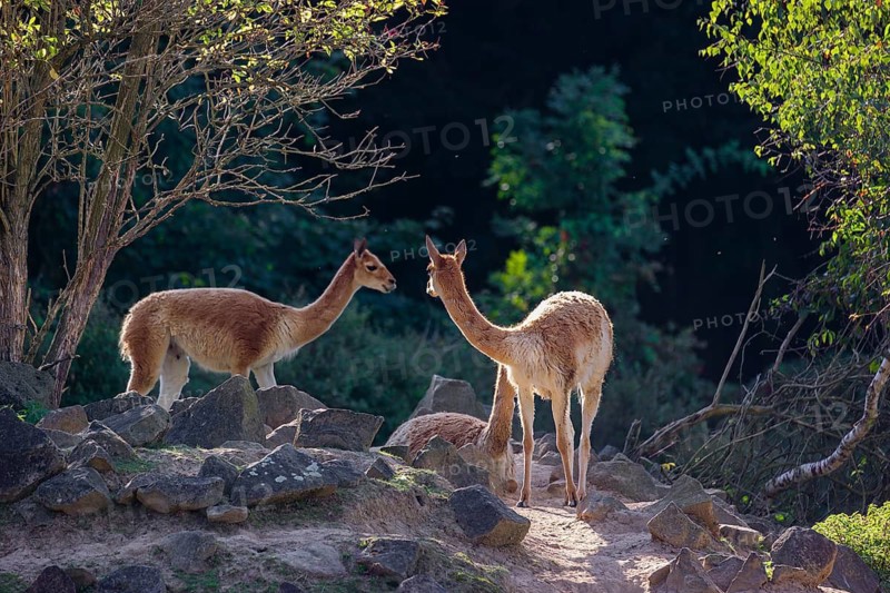 Three vicunas (Lama vicugna) stand on rocky terrain under a tree in a backlit scene