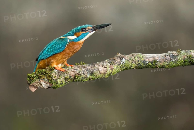 Common Kingfisher (Alcedo atthis) male perched on a branch, Lower Saxony, Germany