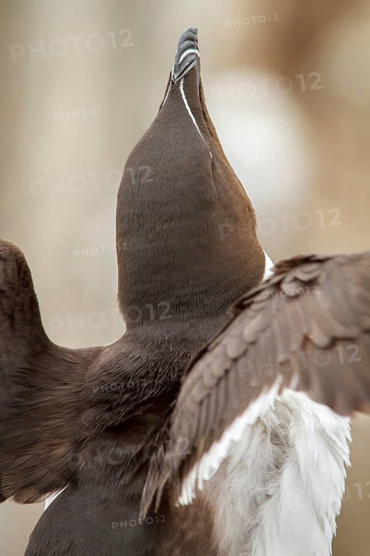 Razorbill (Alca torda), Farne Islands, United Kingdom