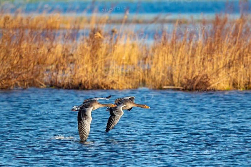 Pair of greylag geese flying together, in the Großen Rosin Moor nature reserve, Mecklenburg-Vorpommern, Germany