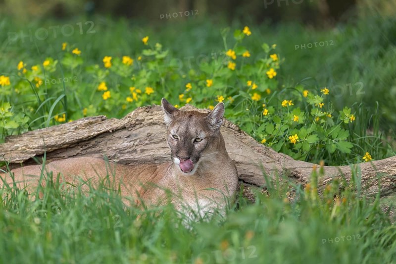 One male cougar, Puma concolor, resting in front of a log and yellow flowers in fresh green grass
