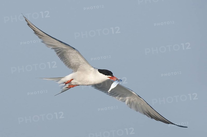 Common Tern (Sterna hirundo) flying, New York, USA