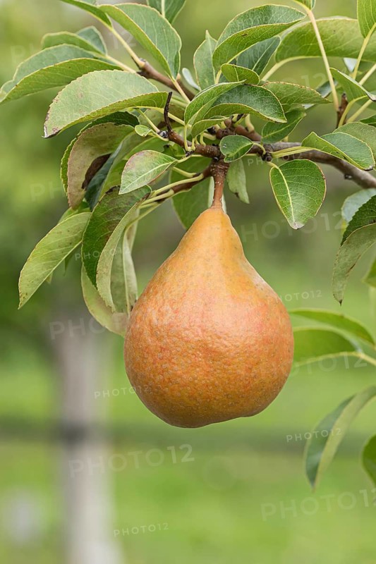 Pear (Pyrus communis 'Durondeau de Tongre'), Bundessorteamt, Germany