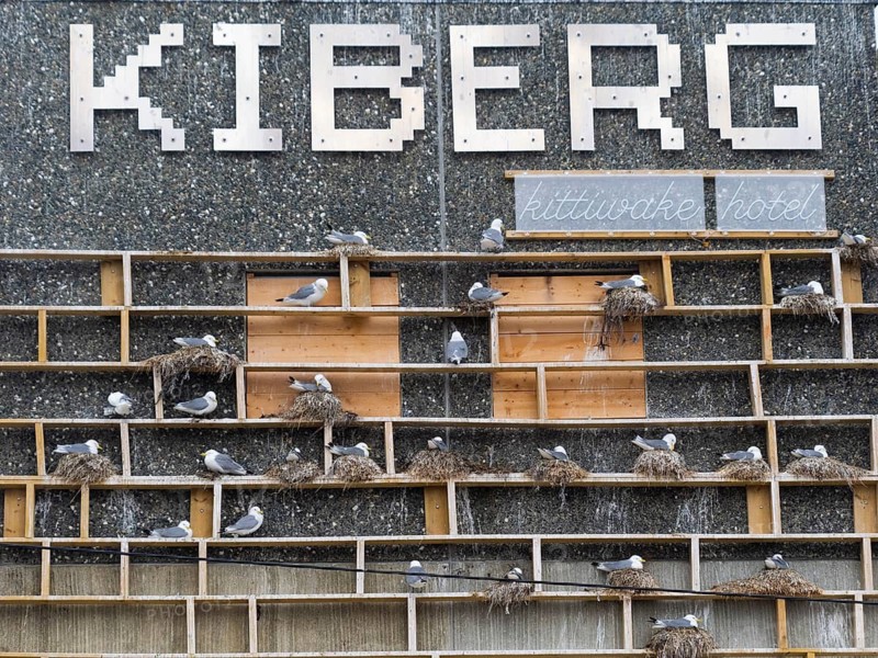 Black-legged kittiwake (Rissa tridactyla), breeding birds using wooden nesting construction, provided to entice the birds to nest upon the fishing harbour building, May, Varanger Fjord, Norway