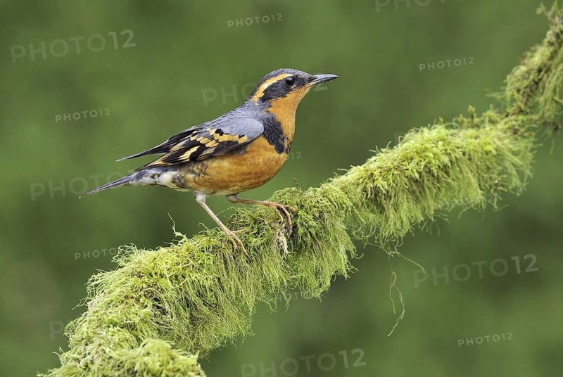 Varied Thrush (Ixoreus naevius), British Columbia, Canada