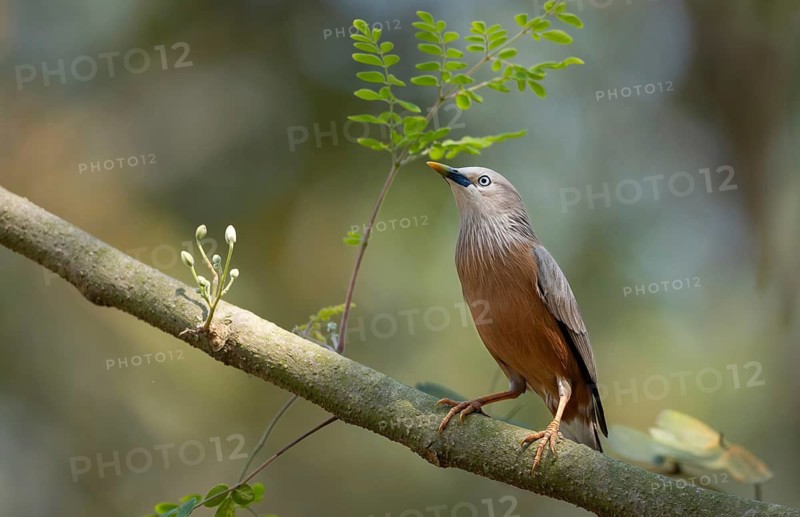 Chestnut-tailed starling (Sturnia malabarica), Sreepur, Gazipur, Bangladesh