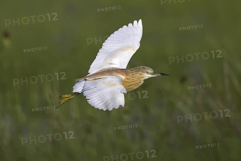 Squacco Heron (Ardeola ralloides), Lesvos, Greece