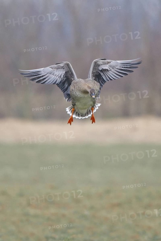 Taiga Bean Goose (Anser fabalis) flying, North Rhine-Westphalia, Germany