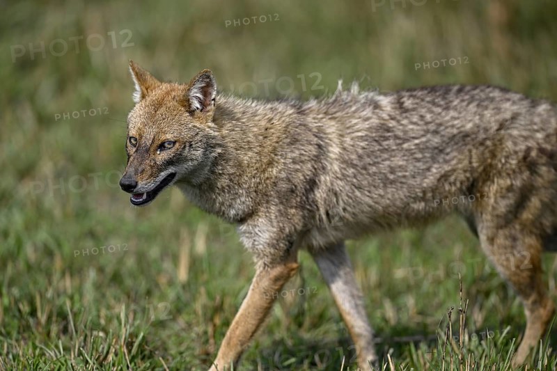 Indian jackal (Canis aureus indicus), Corbett National Park, near Ramnagar, Uttarakhand State, India