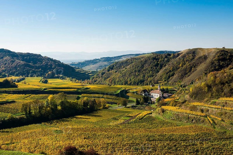 Hilly landscape and vineyards in autumn, near Vogtsburg, Kaiserstuhl, Baden-Württemberg, Germany