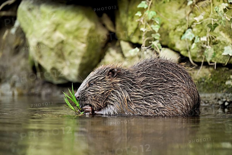Eurasian beaver, European beaver (Castor fibre), eating grass in the water, Switzerland