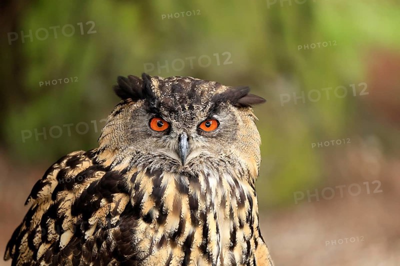 Eurasian Eagle-owl (Bubo bubo), adult, portrait, alert, Rhineland-Palatinate, Germany