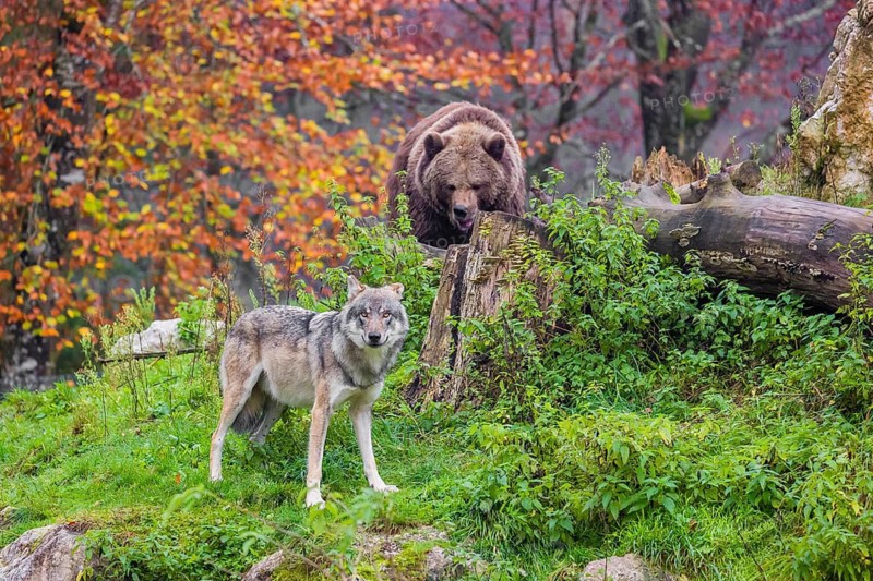 An eurasian gray wolf (Canis lupus lupus) meets an european brown bear (Ursus arctos arctos)
