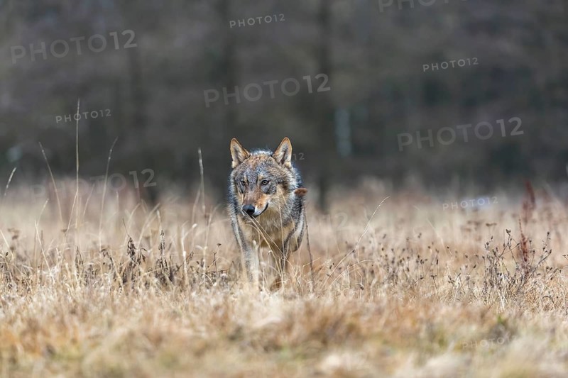 One young male eurasian gray wolf (Canis lupus lupus) running over a meadow. Dark forest in the background