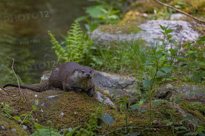 One Eurasian otter (Lutra lutra), resting on a mossy rock. Green water reflections in the background