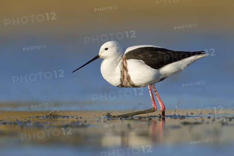 Banded Stilt (Cladorhynchus leucocephalus), Victoria, Australia