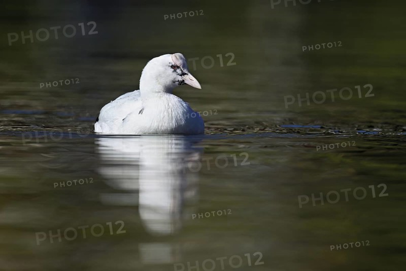 Eurasian Coot (Fulica atra), leucistic, partly albino, swimming, Lake Zug, Switzerland