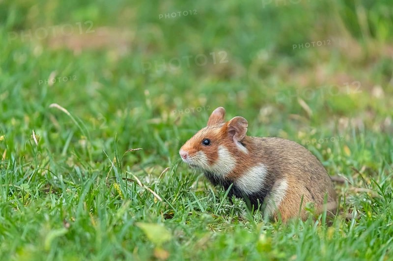 One European hamster (Cricetus cricetus), Eurasian hamster, black-bellied hamster or common hamster, sitting on fresh green grass